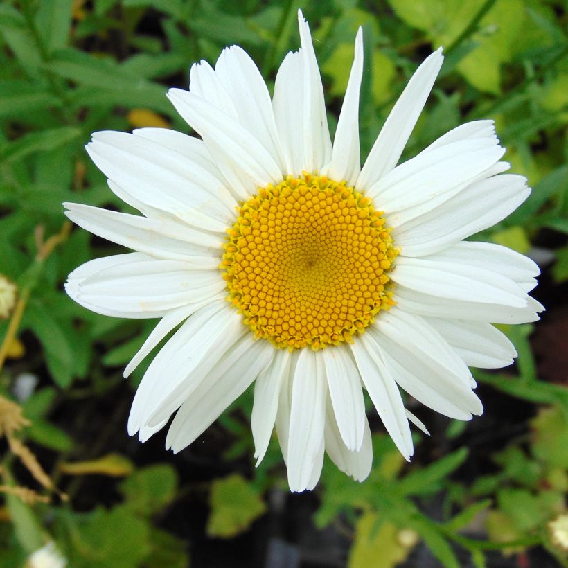 Großblumige Margerite Gruppenstolz - Leucanthemum (Flowering)