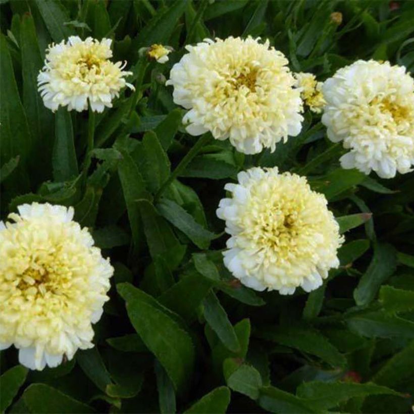 Großblumige Margerite Luna - Leucanthemum (Flowering)