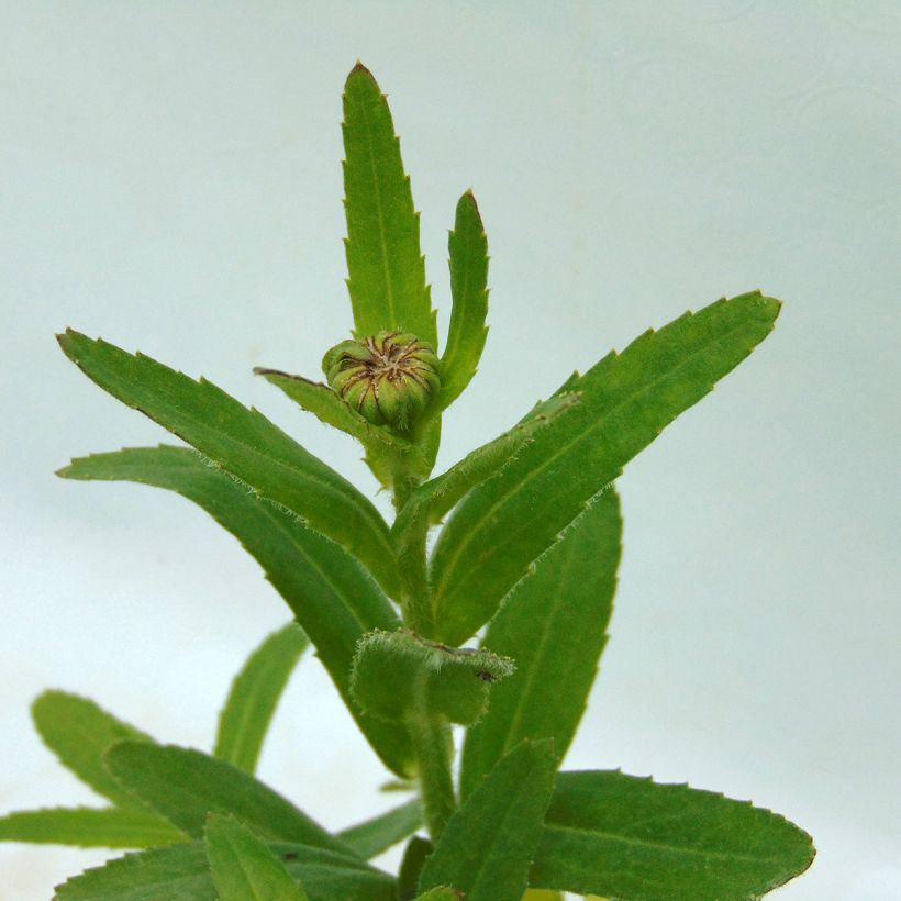 Großblumige Margerite Luna - Leucanthemum (Foliage)