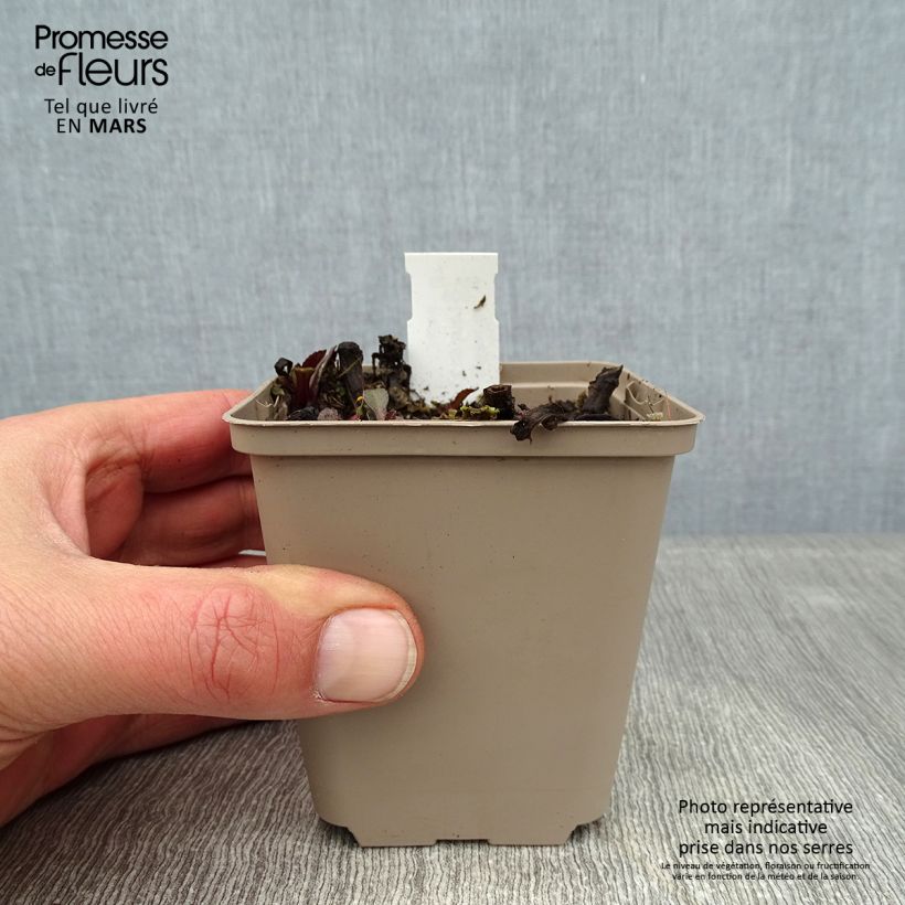 Exemplar von Großblumige Margerite Luna - Leucanthemum Kleine Töpfe von 8/9 cm wie im Winter geliefert