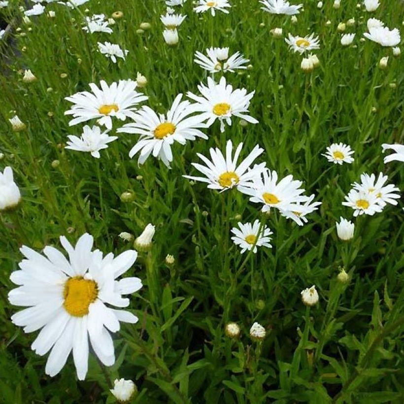 Großblumige Margerite Polaris - Leucanthemum (Plant habit)