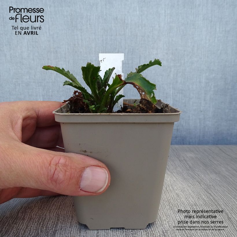 Exemplar von Großblumige Margerite Real Galaxy - Leucanthemum Kleine Töpfe von 8/9 cm wie im Frühjahr geliefert