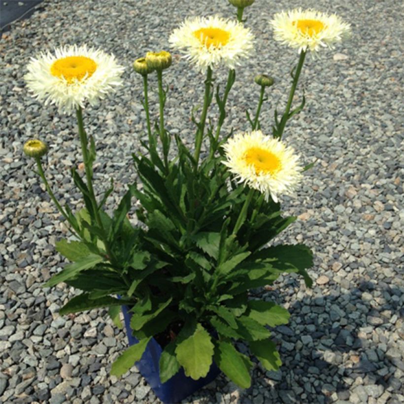 Großblumige Margerite Real Glory - Leucanthemum (Plant habit)