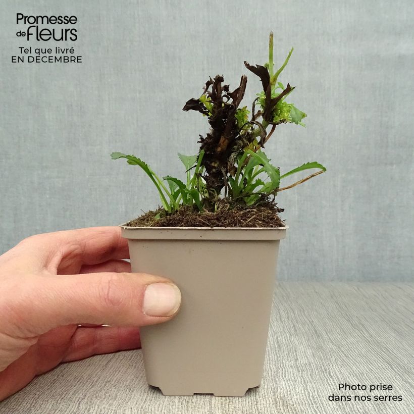 Exemplar von Großblumige Margerite Real Glory - Leucanthemum Kleine Töpfe von 8/9 cm wie im Winter geliefert