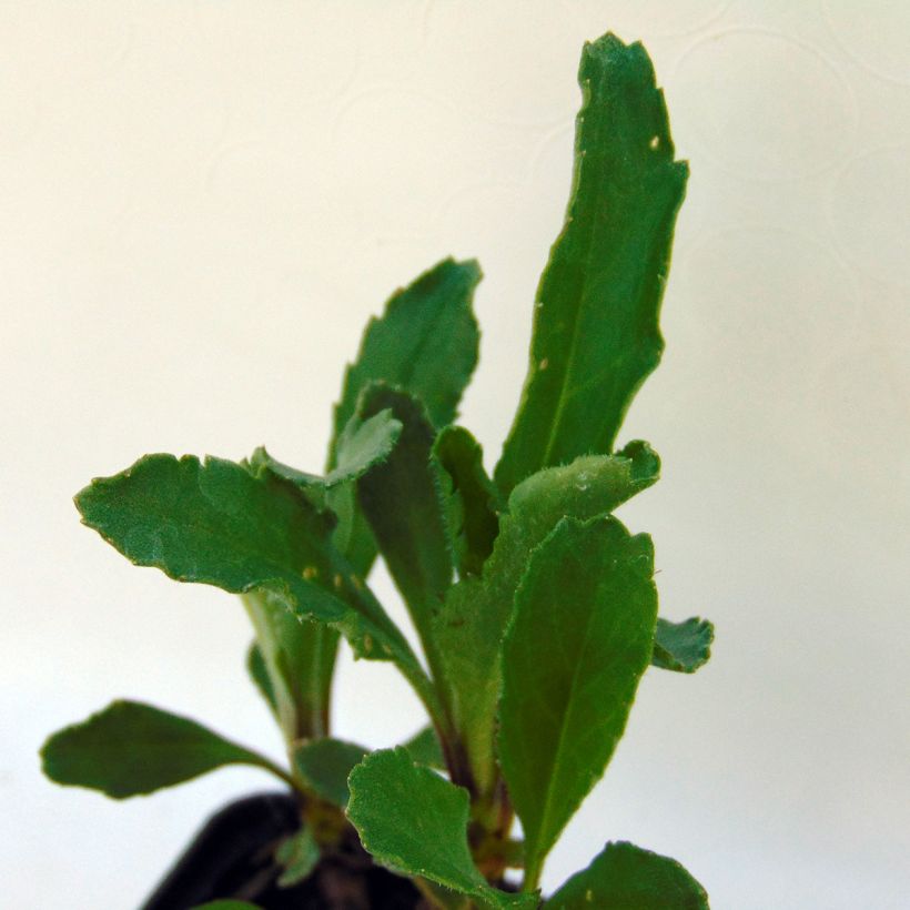 Großblumige Margerite Real Glory - Leucanthemum (Foliage)