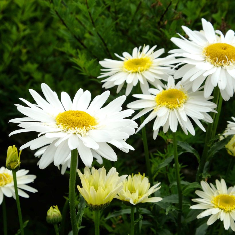 Großblumige Margerite Real Glory - Leucanthemum (Flowering)