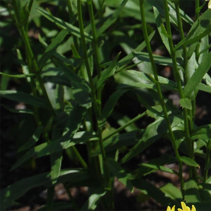 Großblumige Margerite Sonnenschein - Leucanthemum (Foliage)