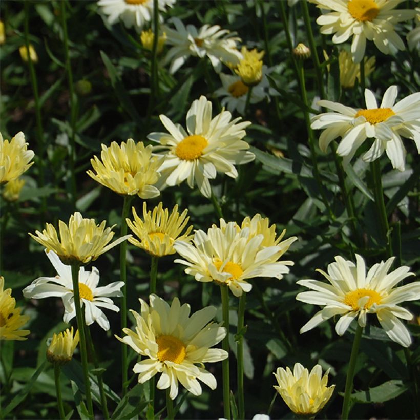 Großblumige Margerite Sonnenschein - Leucanthemum (Flowering)