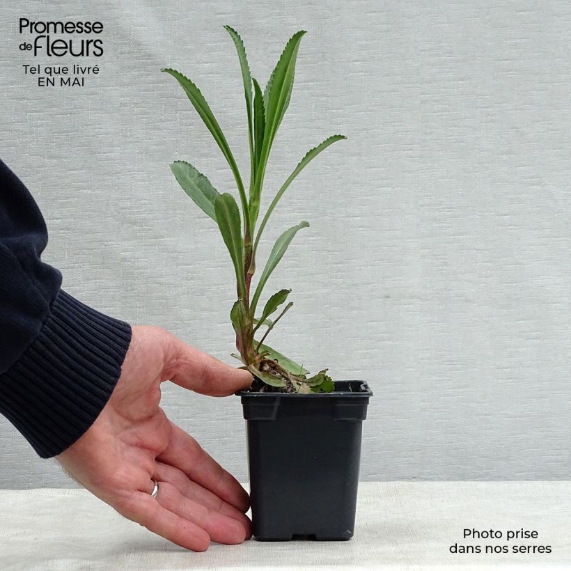 Exemplar von Großblumige Margerite Wirral Supreme - Leucanthemum Kleine Töpfe von 7/8 cm wie im Frühjahr geliefert