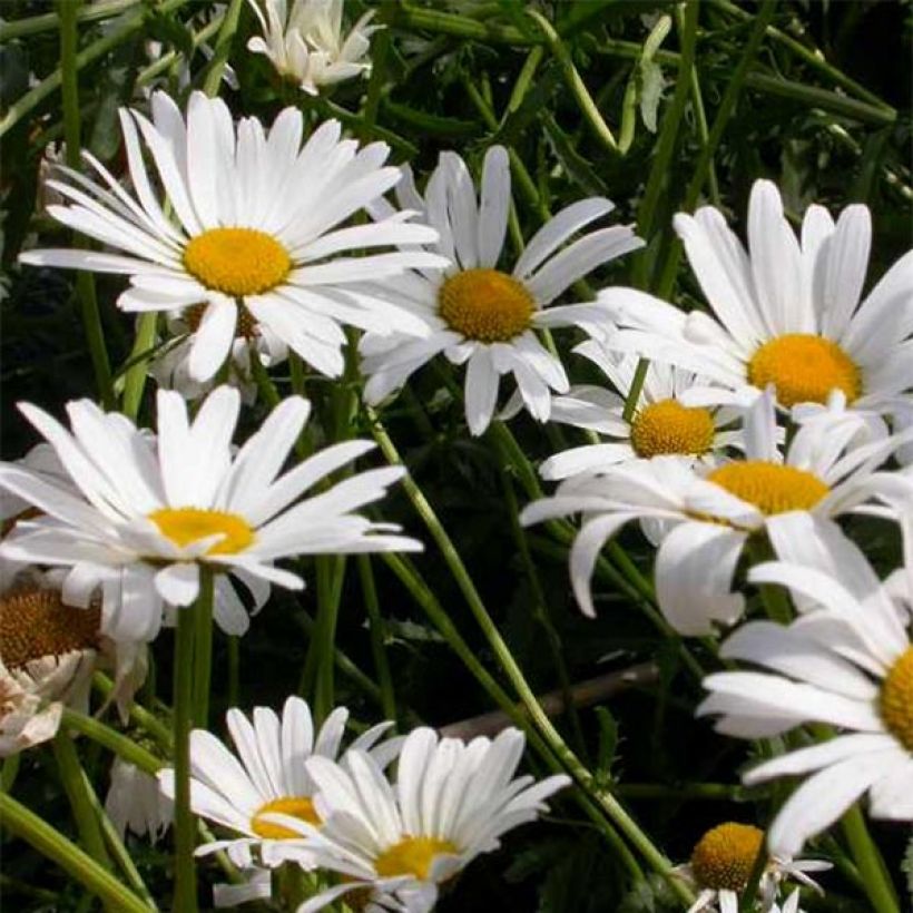 Magerwiesen-Margerite Maikonigin - Leucanthemum vulgare (Flowering)
