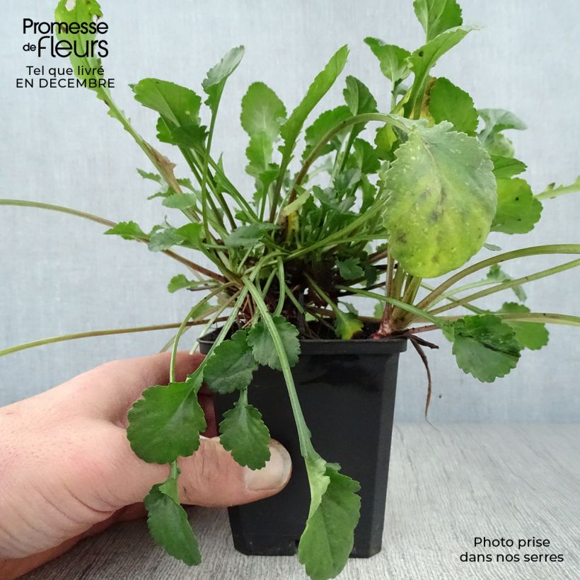 Exemplar von Magerwiesen-Margerite Maikonigin - Leucanthemum vulgare Kleine Töpfe von 8/9 cm wie im Winter geliefert