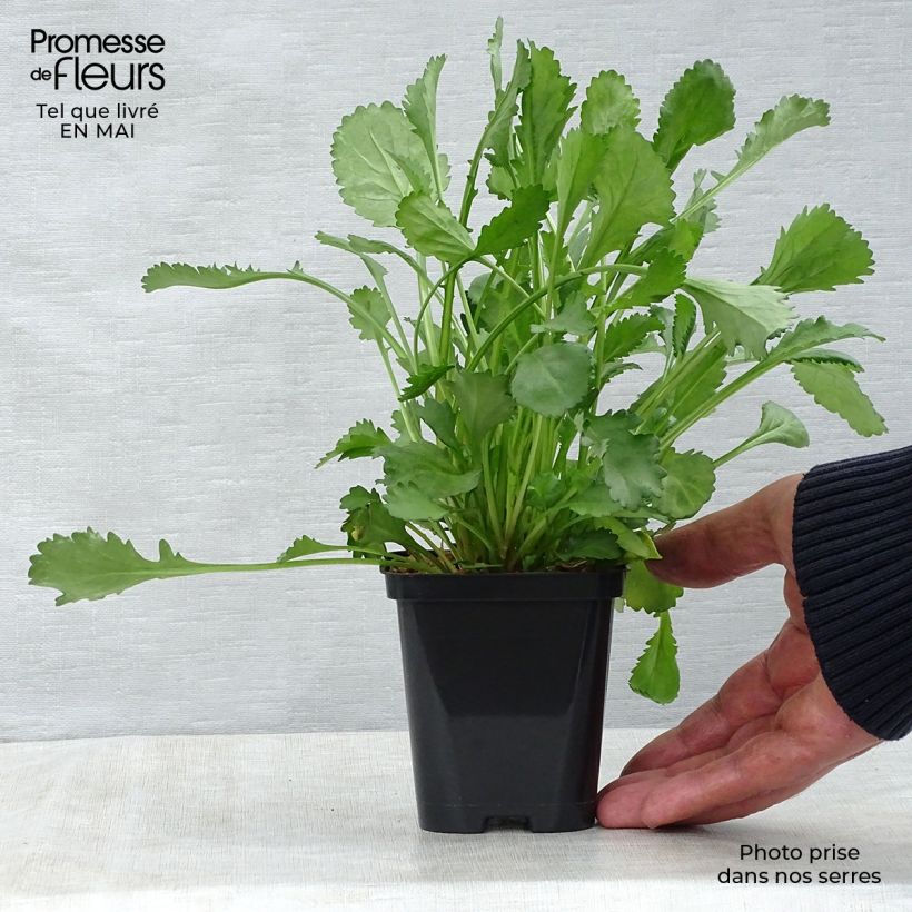 Exemplar von Magerwiesen-Margerite - Leucanthemum vulgare Kleine Töpfe von 8/9 cm wie im Frühjahr geliefert