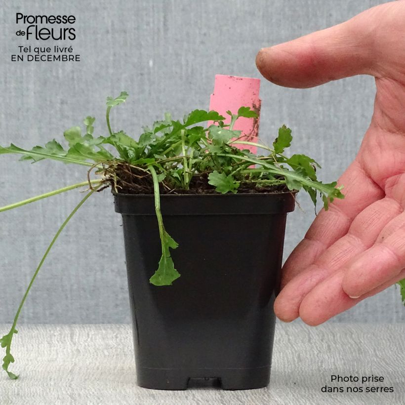 Exemplar von Magerwiesen-Margerite - Leucanthemum vulgare Kleine Töpfe von 8/9 cm wie im Winter geliefert