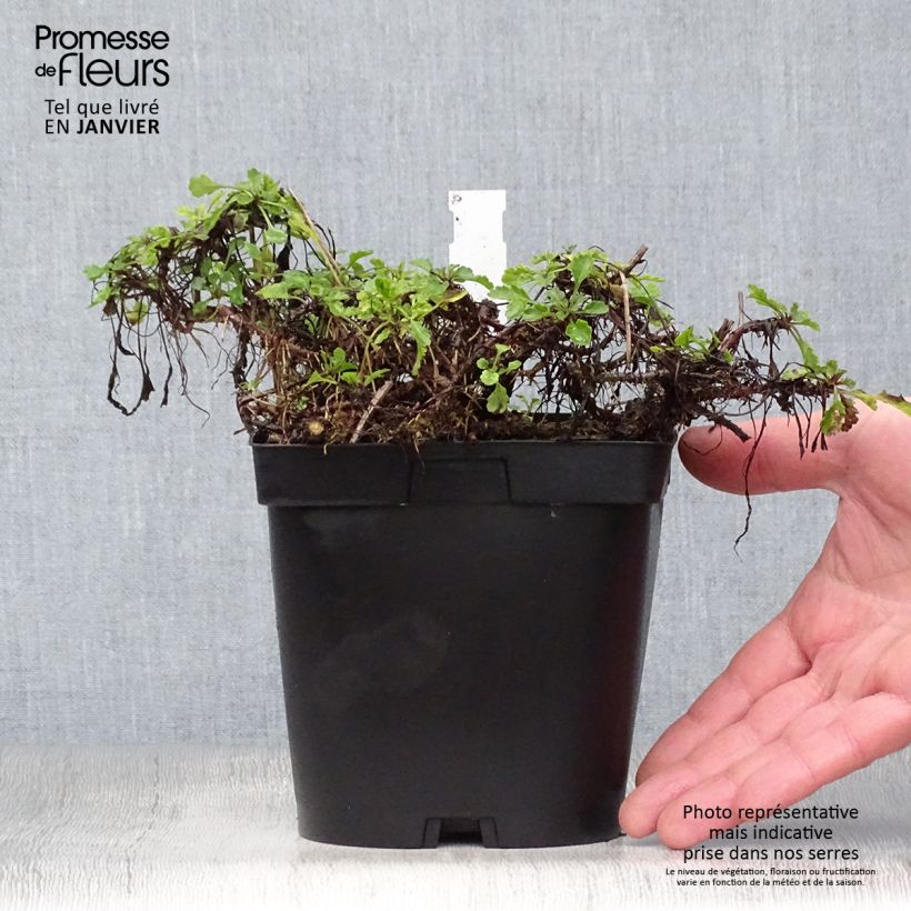 Exemplar von Magerwiesen-Margerite - Leucanthemum vulgare Topf mit 2L/3L wie im Winter geliefert