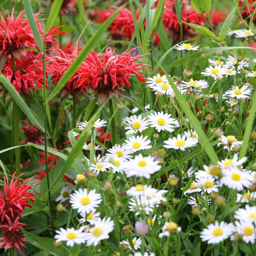 Magerwiesen-Margerite - Leucanthemum vulgare (Plant habit)
