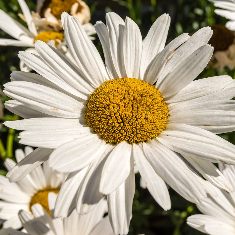 Großblumige Margerite Brightside - Leucanthemum (Flowering)