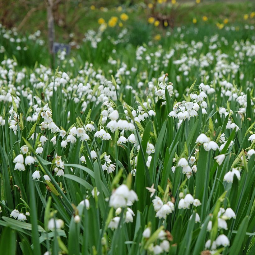 Leucojum aestivum Bridesmaid - Sommer-Knotenblume (Hafen)