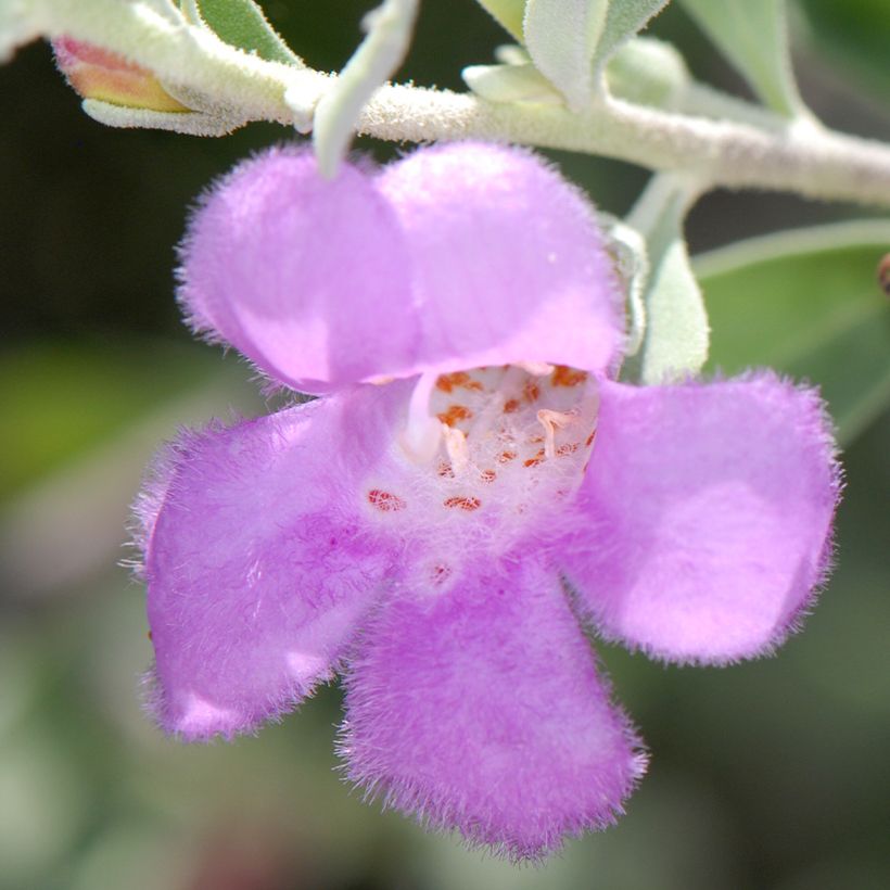 Leucophyllum frutescens - Texas-Silberblatt (Flowering)