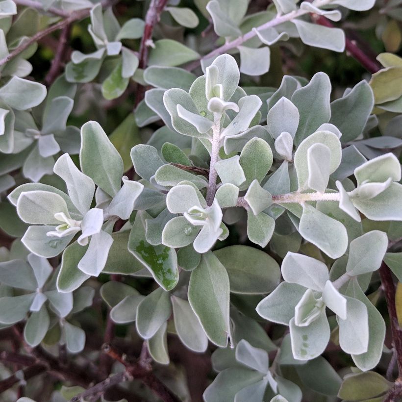 Leucophyllum frutescens - Texas-Silberblatt (Foliage)