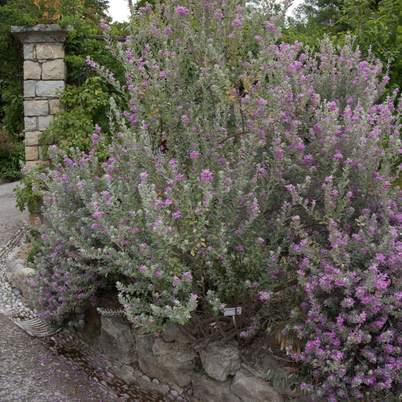 Leucophyllum frutescens - Texas-Silberblatt (Plant habit)