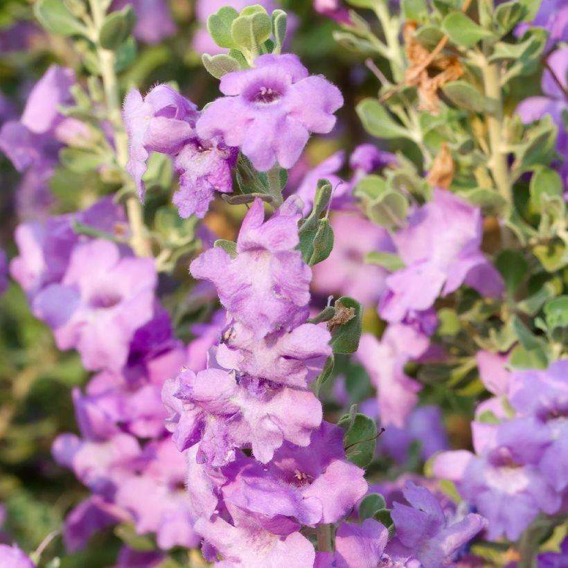 Leucophyllum langmaniae - Texas-Silberblatt (Flowering)