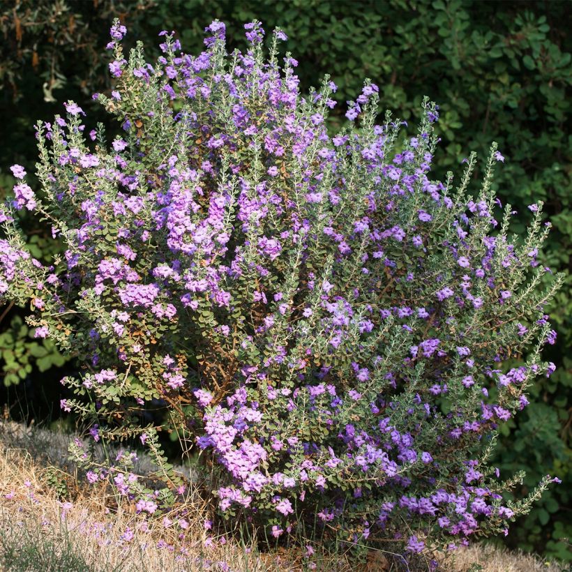Leucophyllum langmaniae - Texas-Silberblatt (Plant habit)