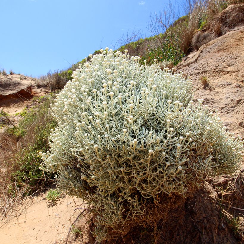 Leucophyta brownii - Stacheldrahtpflanze (Plant habit)