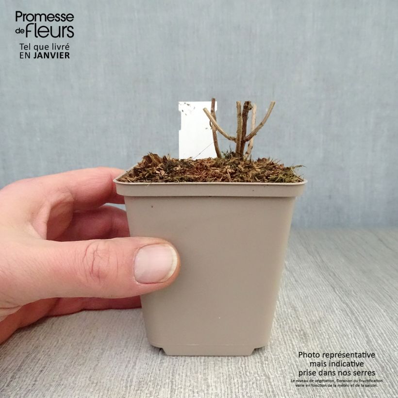 Exemplar von Leucosceptrum japonicum Golden Angel Kleine Töpfe von 8/9 cm wie im Winter geliefert