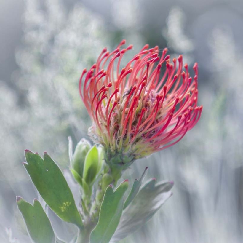 Leucospermum Ayoba Red - Gärtnerprotee (Flowering)