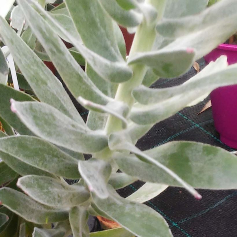 Leucospermum Copper Carnival - Gärtnerprotee (Foliage)