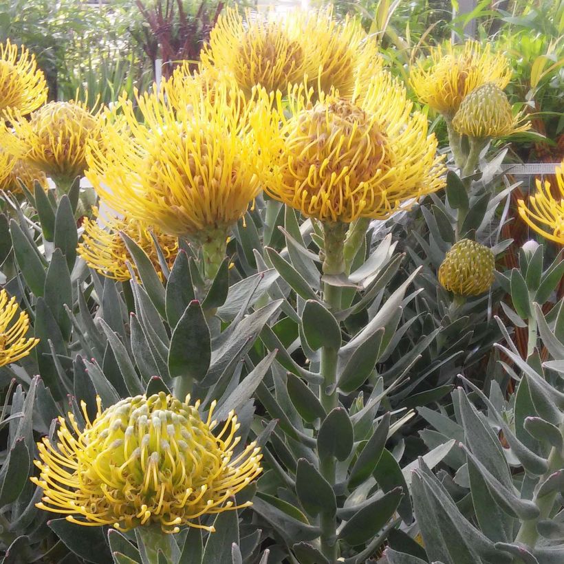 Leucospermum Copper Carnival - Gärtnerprotee (Flowering)