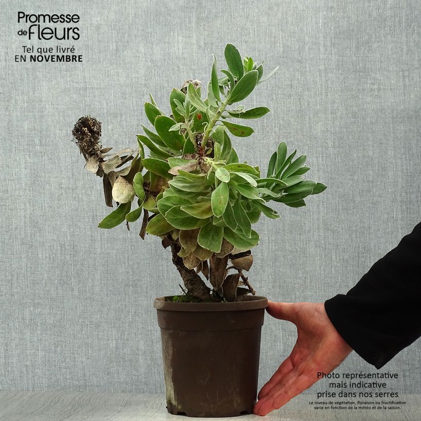 Example of Leucospermum Copper Carnival - Gärtnerprotee Topf mit 2L/3L as you get in automne