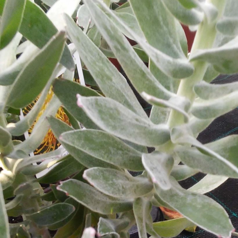 Leucospermum Yellow Carnival - Gärtnerprotee (Foliage)