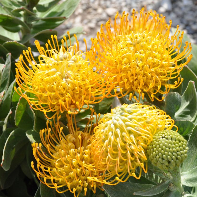 Leucospermum Yellow Carnival - Gärtnerprotee (Flowering)
