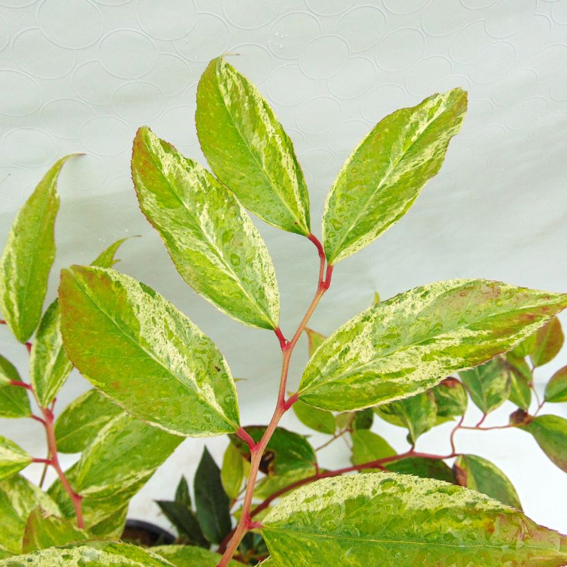 Traubenheide Rainbow - Leucothoe fontanesiana (Foliage)