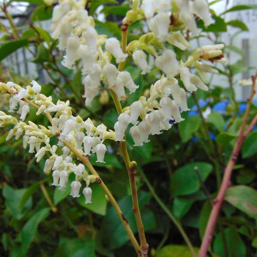 Traubenheide Rainbow - Leucothoe fontanesiana (Flowering)