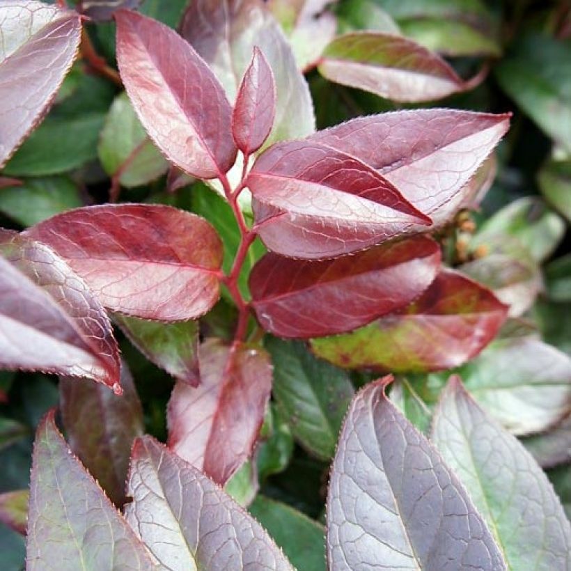 Traubenheide Zebonard - Leucothoe fontanesiana (Foliage)