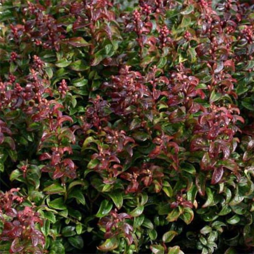 Traubenheide Twisting Red - Leucothoe axillaris (Foliage)