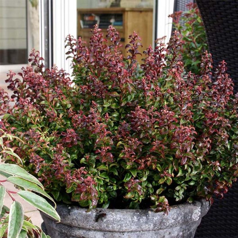 Traubenheide Twisting Red - Leucothoe axillaris (Plant habit)
