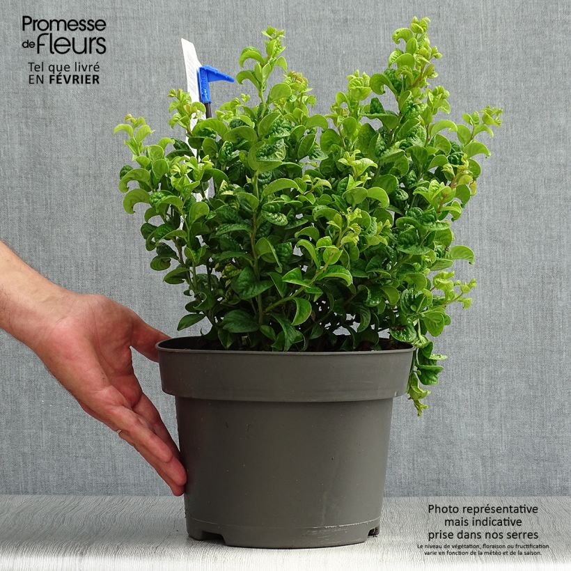 Example of Traubenheide Curly Gold - Leucothoe axillaris Topf mit 2L/3L as you get in automne