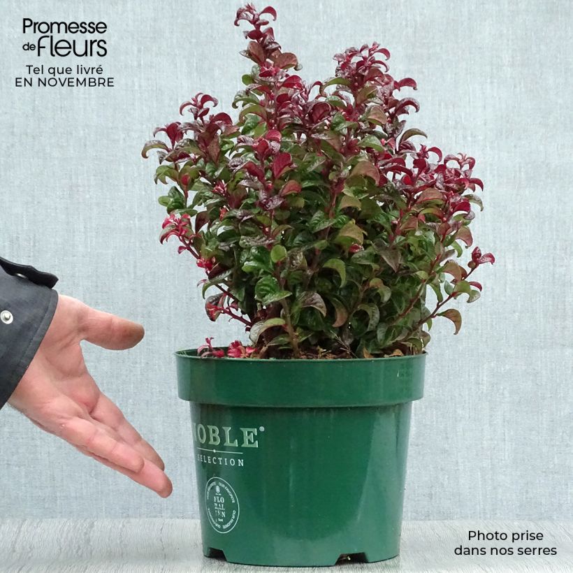 Example of Traubenheide Twisting Red - Leucothoe axillaris Topf mit 3L/4L as you get in automne