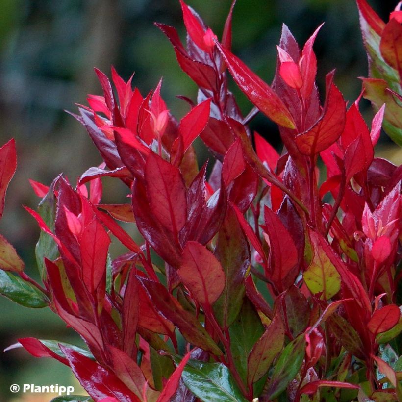 Traubenheide Little Flames - Leucothoe fontanesiana (Foliage)