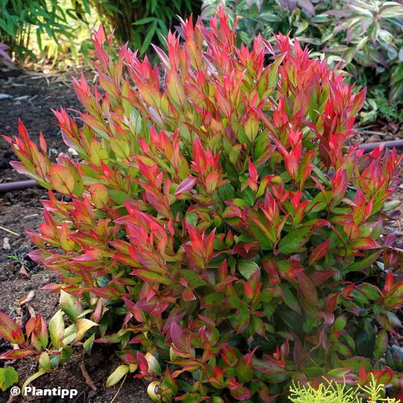Traubenheide Little Flames - Leucothoe fontanesiana (Plant habit)