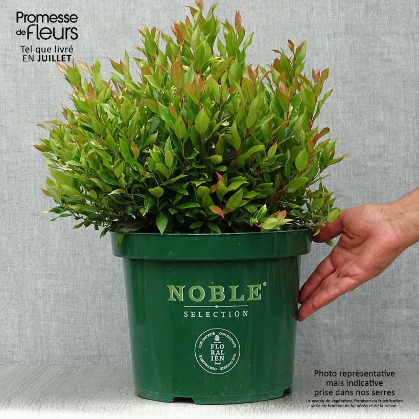 Example of Traubenheide Little Flames - Leucothoe fontanesiana Topf mit 7,5L/10L as you get in ete