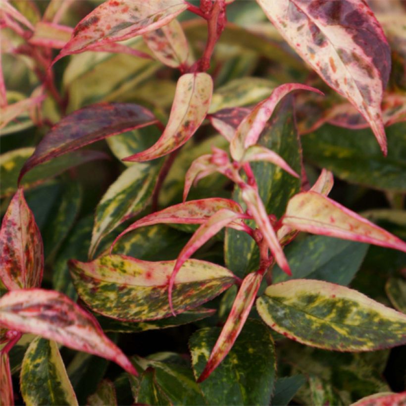 Traubenheide Makijaz - Leucothoe fontanesiana (Foliage)