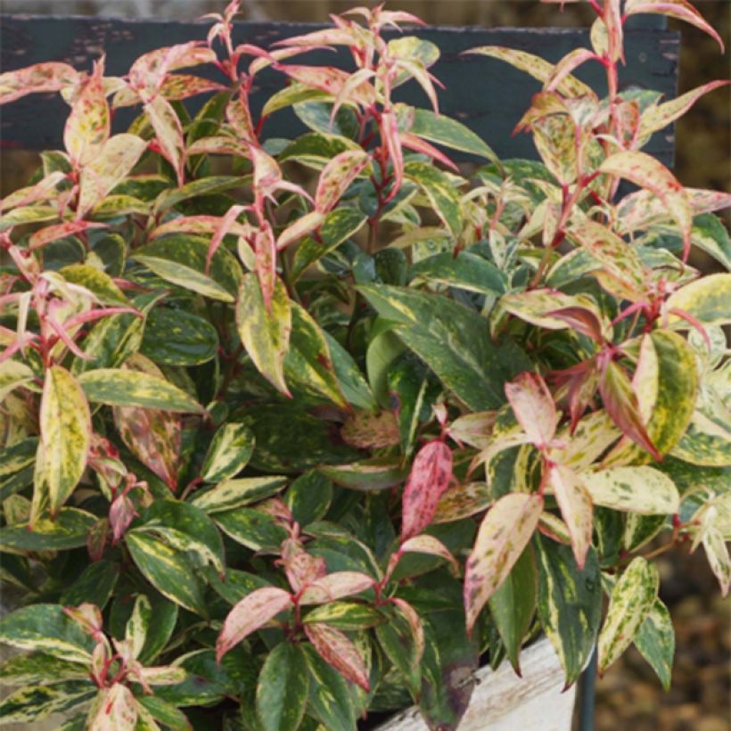 Traubenheide Makijaz - Leucothoe fontanesiana (Plant habit)
