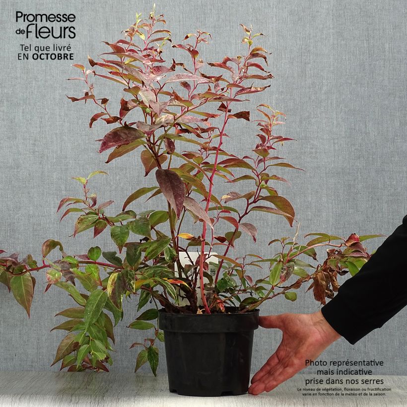 Example of Traubenheide Rainbow - Leucothoe fontanesiana Topf mit 2L/3L as you get in automne