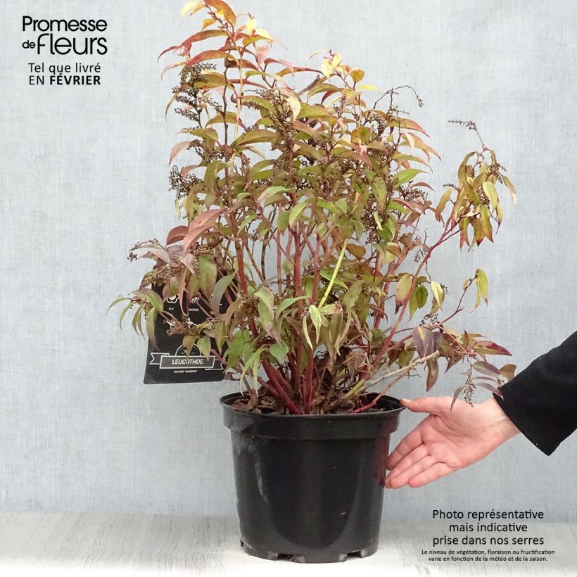 Exemplar von Traubenheide Rainbow - Leucothoe fontanesiana Topf mit 7,5L/10L wie im Winter geliefert