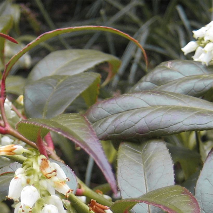Traubenheide Scarletta - Leucothoe fontanesiana (Foliage)