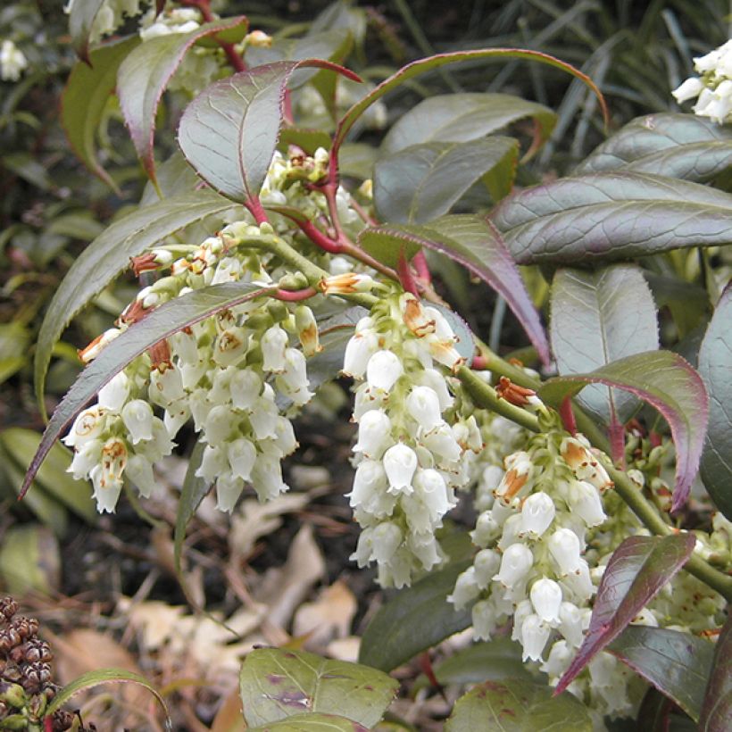 Traubenheide Scarletta - Leucothoe fontanesiana (Flowering)